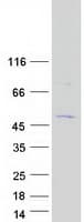 Human C16orf89 Protein (Recombinant Myc-DDK (Flag))
