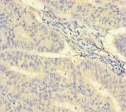 ISX Antibody (aa1-245)