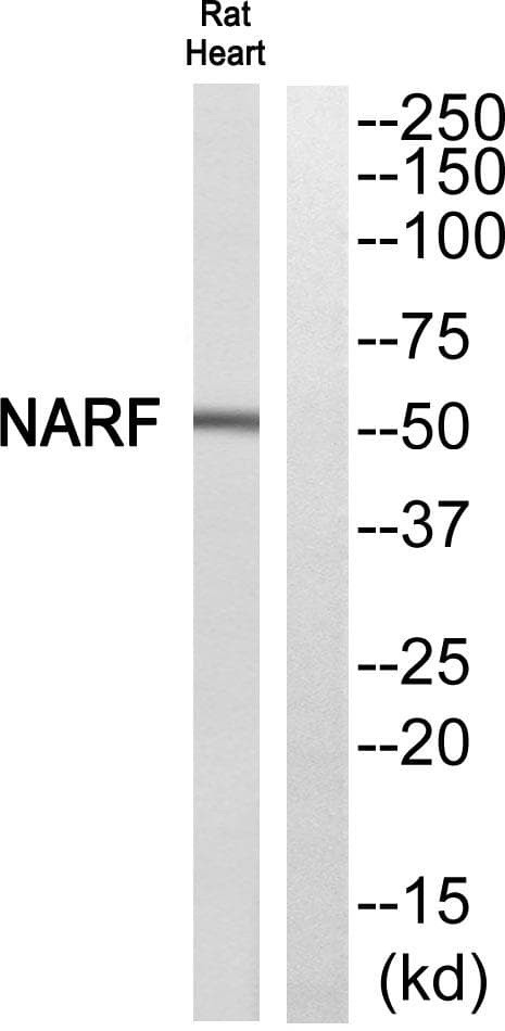 NARF Antibody