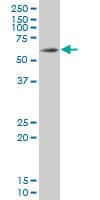 IHC-plus™ SOX9 Antibody (clone 3C10)