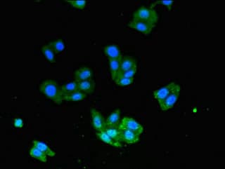 USP33 / VDU1 Antibody
