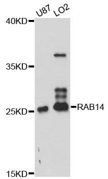 RAB14 Antibody