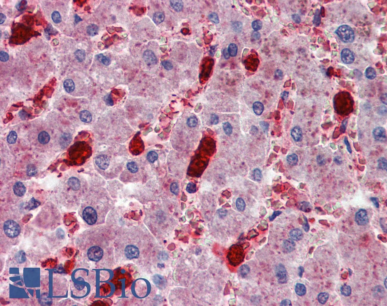 IHC-plus™ Polyclonal Goat anti-Human IGSF4C / CADM4 Antibody (aa370-384, IHC, WB)