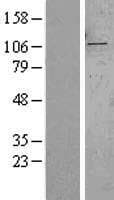 SYTL2 / SLP2 Protein (Over-Expression Lysate Myc-DDK (Flag))
