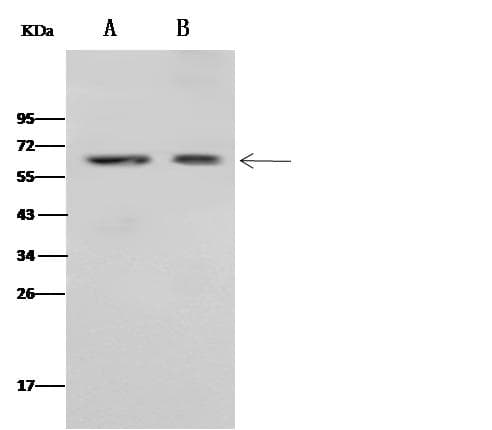 CD4 Antibody (Preservative Free)