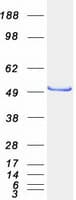 Human SH3P7 / HIP-55 Protein (Recombinant Myc-DDK (Flag))