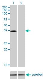 IHC-plus™ NMI Antibody (clone 9D8)