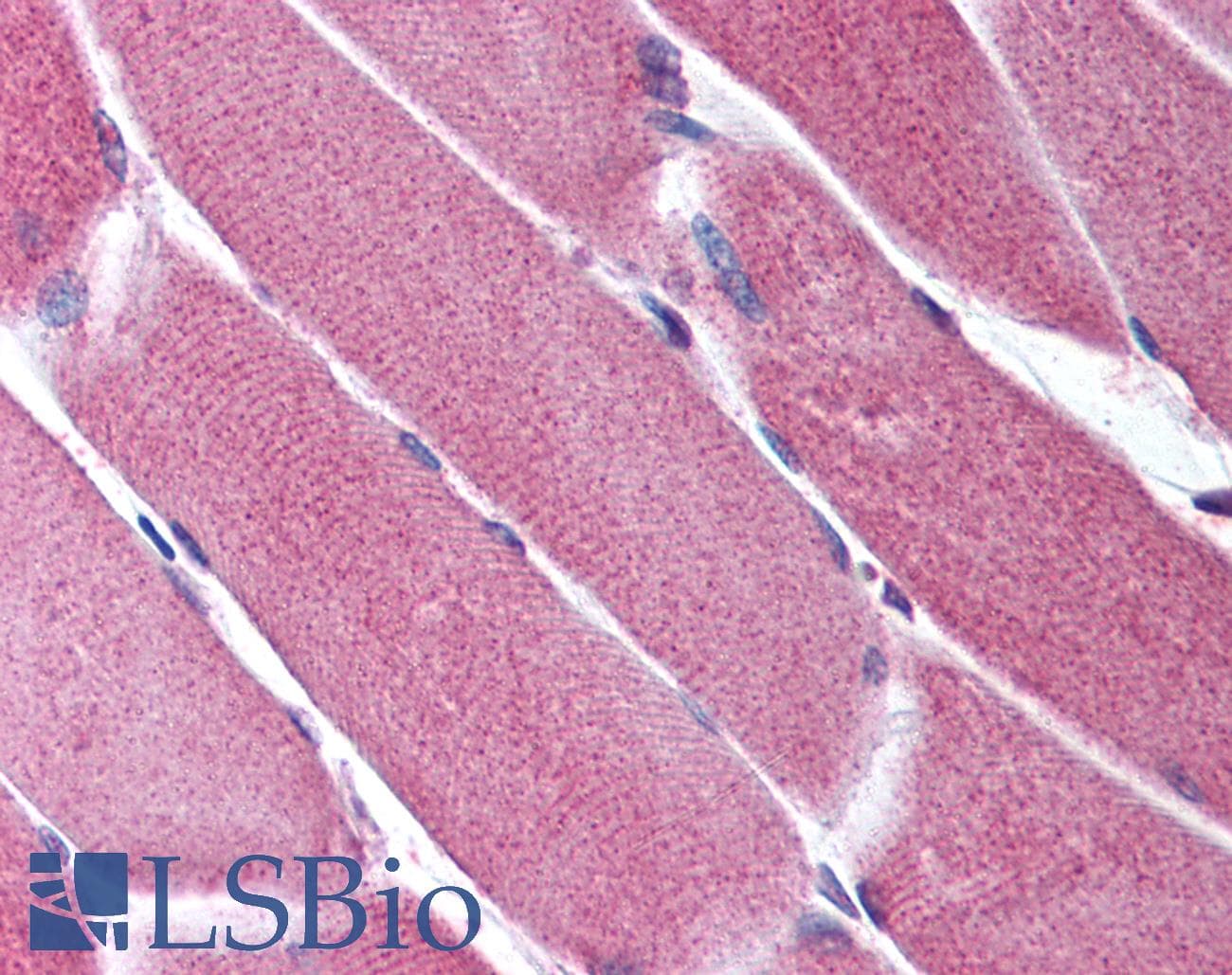 IHC-plus™ ORAI2 Antibody