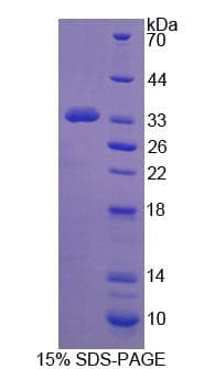 Mouse PCDH15 Protein (Recombinant His-T7)
