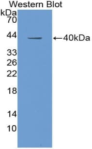 IGF1 Antibody (aa49-118, FITC)