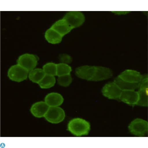 EGFR Antibody