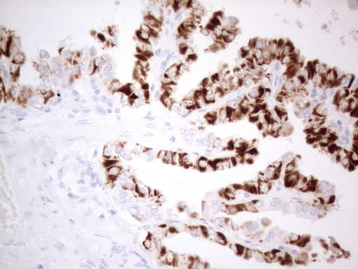 Monoclonal Mouse anti-Human PDX1 Antibody (clone OTI3H3, Carrier-free, IHC, WB)