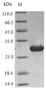 Human Paralemmin / PALM Protein (Recombinant 6His, N-terminus)