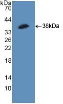 HSF1 Antibody (aa15-288)