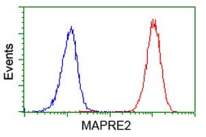 MAPRE2 / EB2 Antibody (clone OTI7A2)