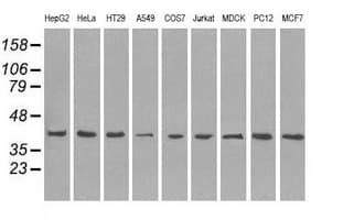 MAPK1 / ERK2 Antibody (clone OTI9H1)