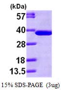 Human Alpha SNAP Protein (Recombinant His)