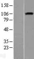 Human NRP1 / Neuropilin 1 Protein (Over-Expression Lysate Myc-DDK (Flag))