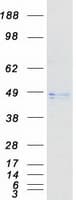 Human CALR3 Protein (Recombinant Myc-DDK (Flag))