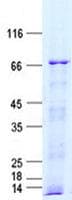 Human EEFSEC / EFSEC Protein (Recombinant His, N-Terminal)