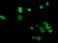 RTFDC1 Antibody (clone OTI7E10)