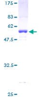 Human PPP1R8 / Rnase E Protein (Recombinant GST)