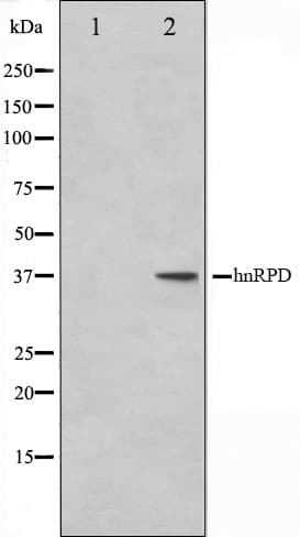 HNRNPD / AUF1 Antibody