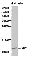 MIF Antibody
