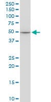 EPOR / EPO Receptor Antibody (clone 3D10)