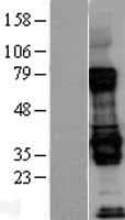BIRC7 / Livin Protein (Over-Expression Lysate Myc-DDK (Flag))