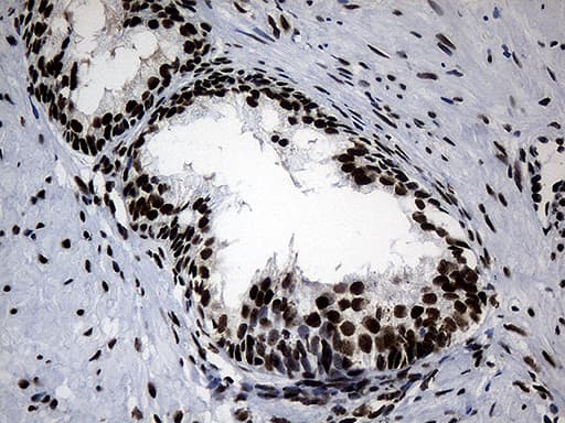 POLR2A / RNA polymerase II Antibody (aa1351-1614, clone OTI3C8, Carrier-free)