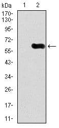 CAMK4 / CaMK IV Antibody (Amino Acid: 35-292, clone 8C5B8)