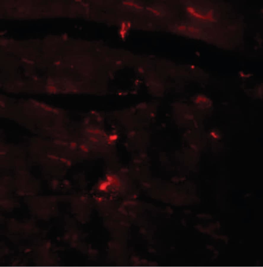 IHC-plus™ CCDC47 Antibody