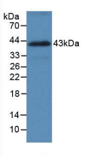 HSPA1A Antibody (APC)
