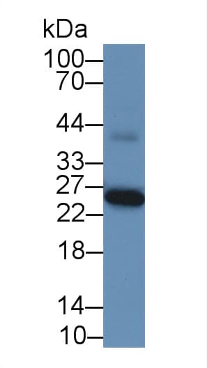 GSTA1 Antibody (aa165-278, Biotin)