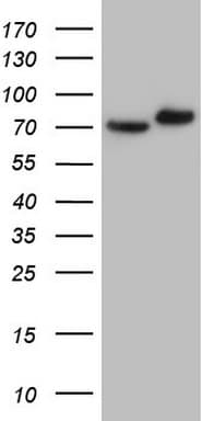 GARS / Glycyl tRNA Synthetase Antibody (clone OTI4H8)