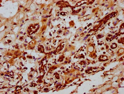 Polyclonal Rabbit anti-Human ID2 Antibody