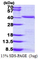 Human PEX19 Protein (Recombinant His)