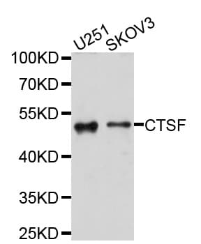 CTSF / Cathepsin F Antibody