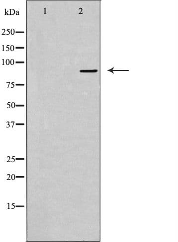 Polyclonal Rabbit anti-Human USP45 Antibody (IF, WB)