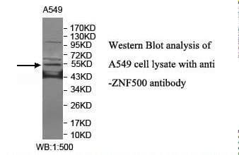 ZNF500 Antibody (aa50-255)