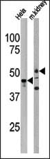 PSKH1 Antibody (aa55-91)