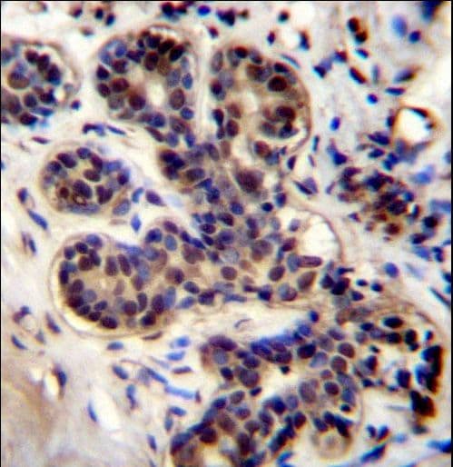 PROX2 Antibody (aa511-539)