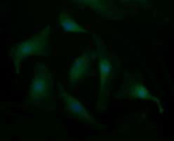 SYT4 Antibody (clone OTI4H3)