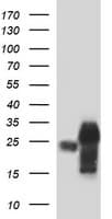 POMC / Proopiomelanocortin Antibody (clone OTI2B2)