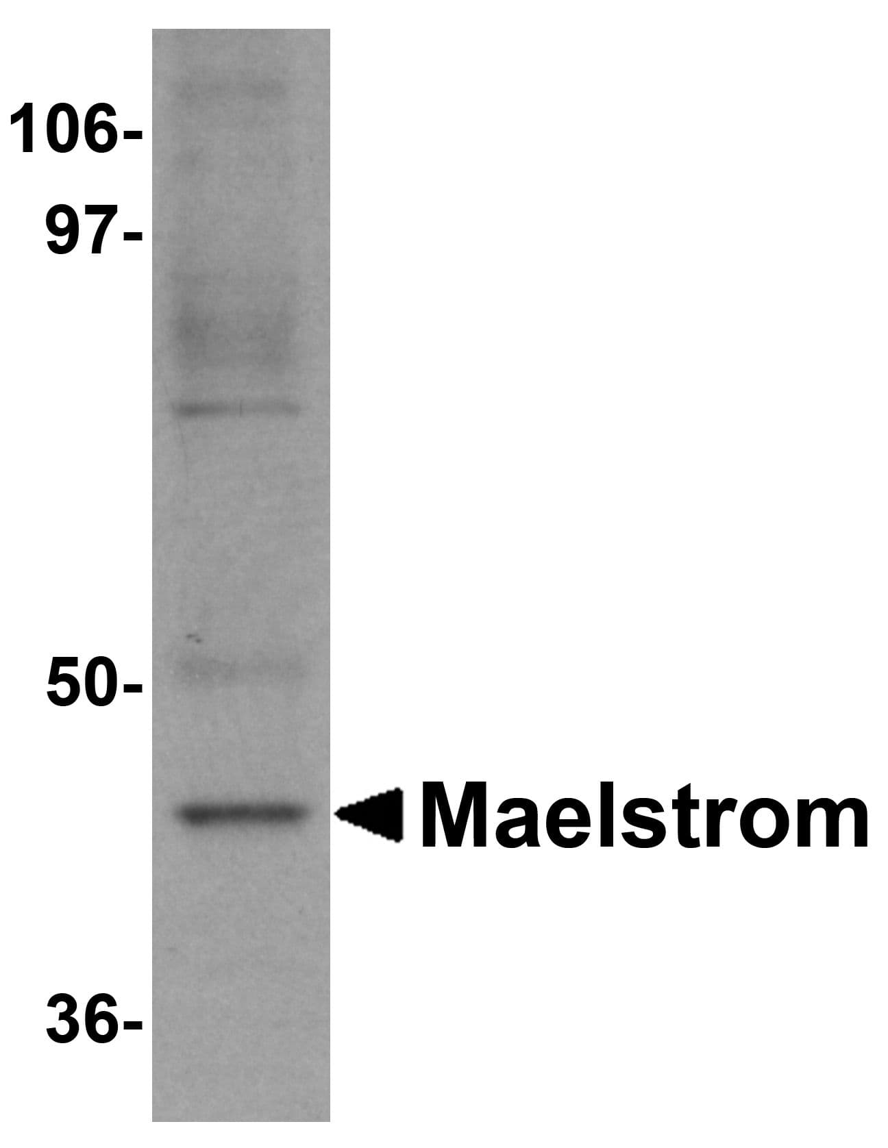 Polyclonal Rabbit anti-Human MAEL Antibody (IF, WB)