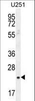 SIAH3 Antibody (aa185-213)