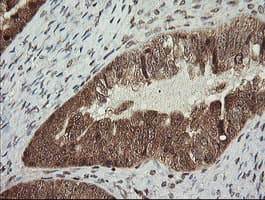 FAM164A / CGI-62 Antibody (clone OTI4G2, Carrier-free)