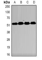 MECP2 Antibody