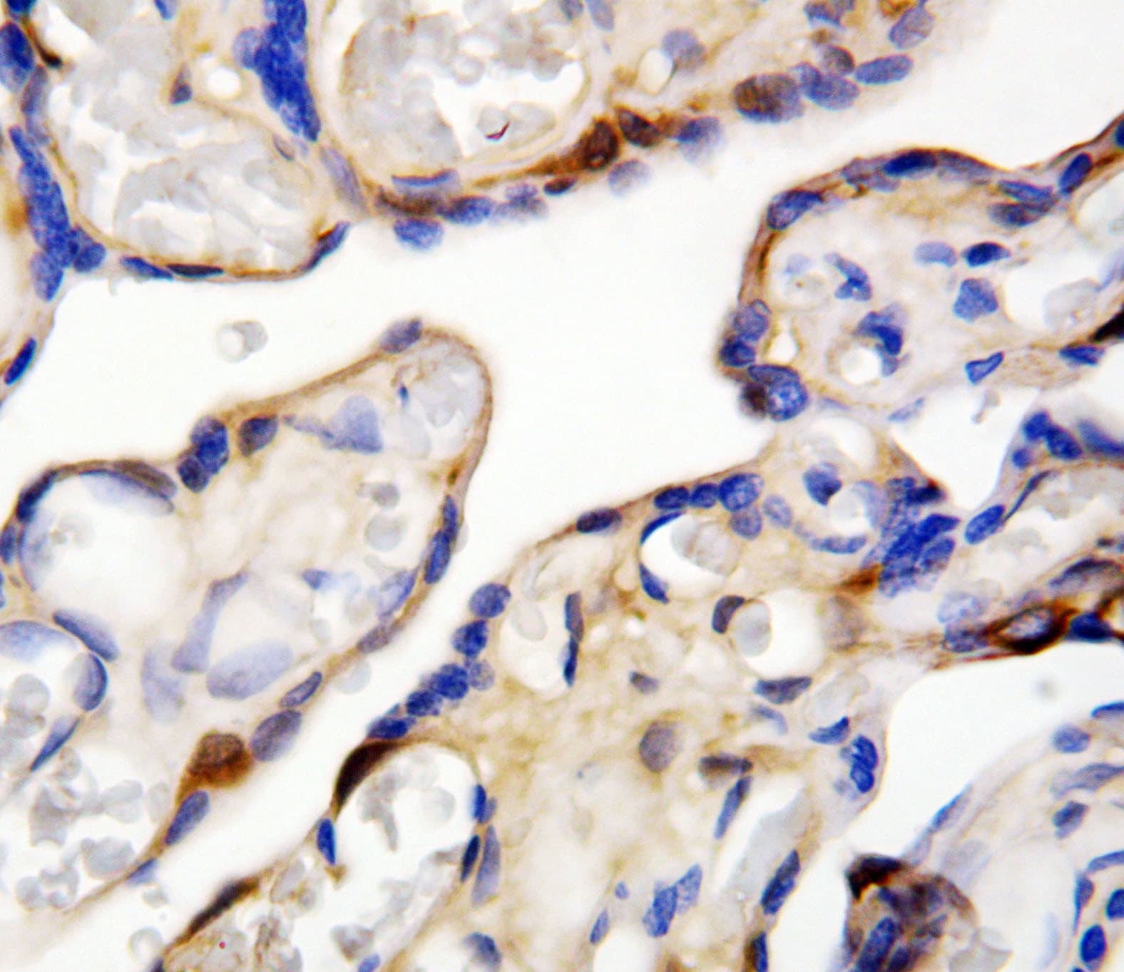 DDT / Dopamine Tautomerase Antibody (aa1-118)
